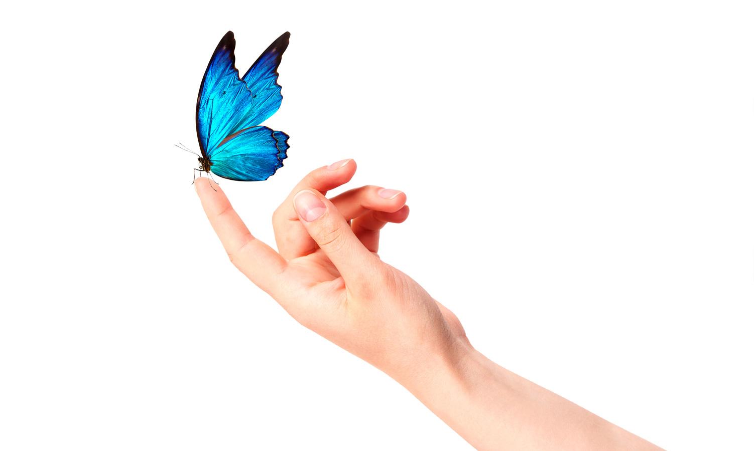 A blue butterfly sitting on a persons fingertip